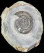 Dactylioceras Ammonite Stand Up - England #46572-1